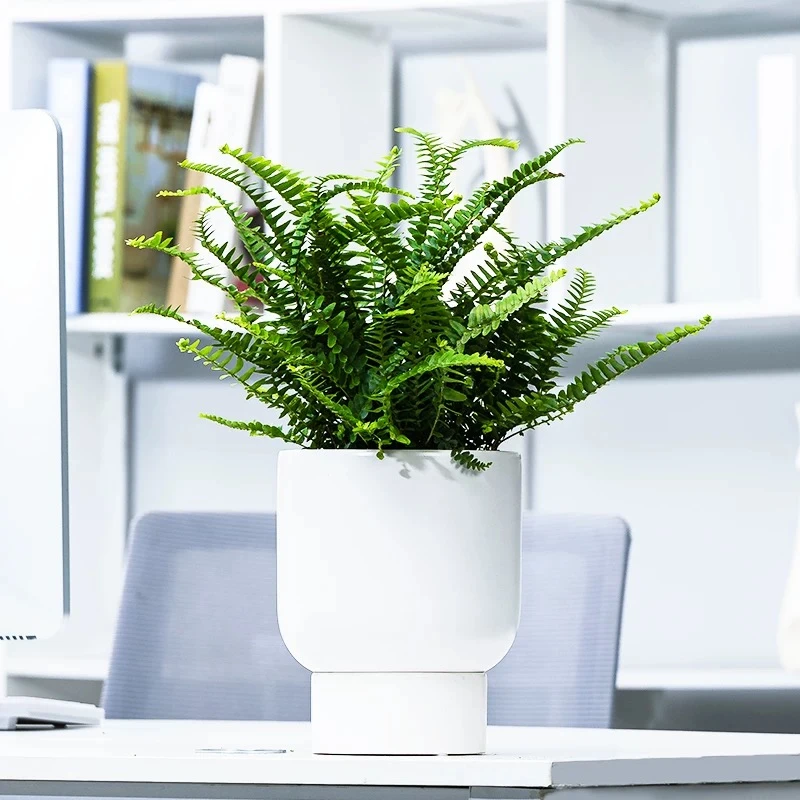 夏威夷肾蕨 盆栽花卉绿植防辐射吸甲醛净化空气