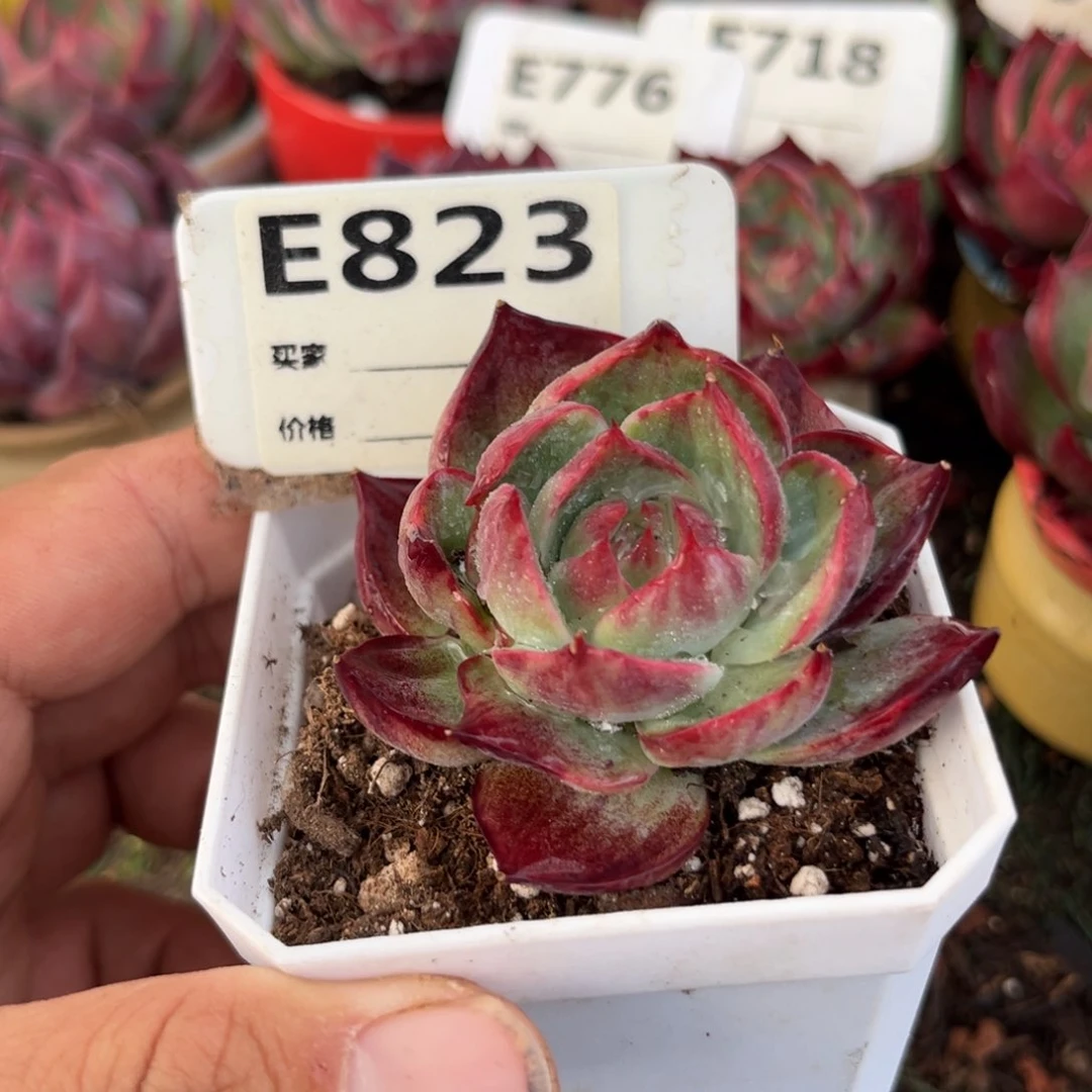 惊鸿一瞥823号多肉