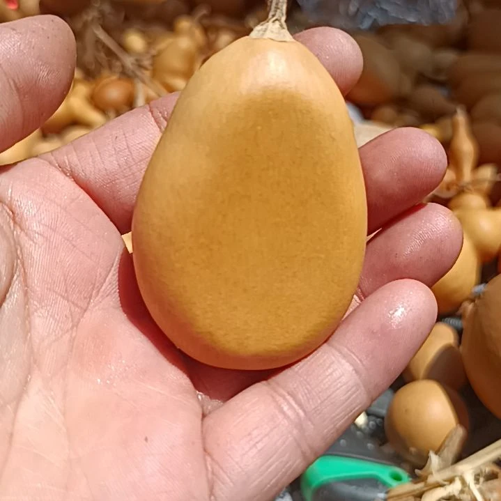 …葫芦好看葫芦，我找下哈