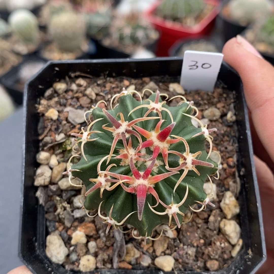 植播园艺30武藏凌波福利