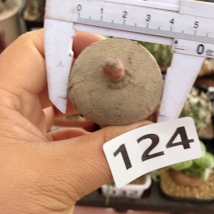 124玫瑰大戟块根植物