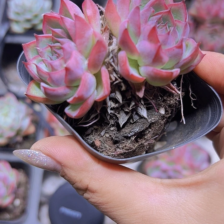 双头状态粉水晶19包邮