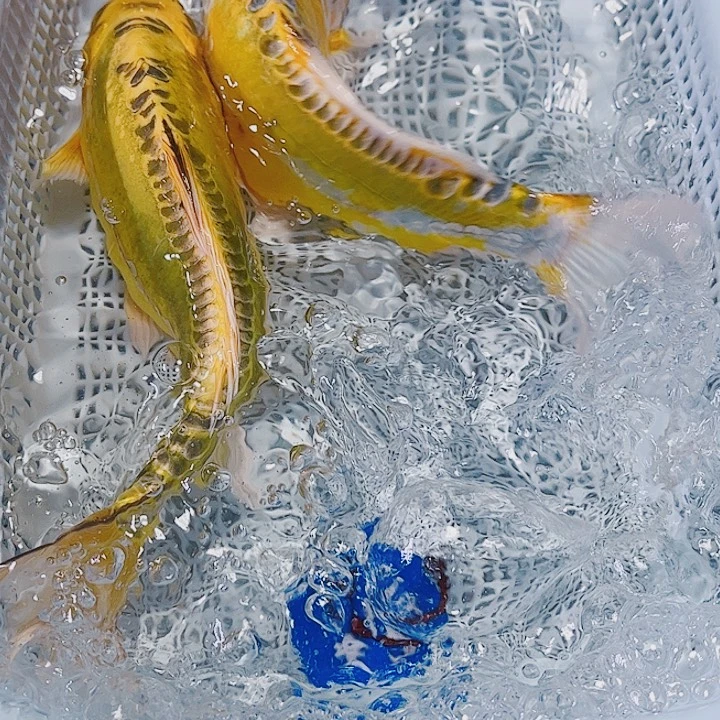 海水鱼锦鲤观赏鱼19