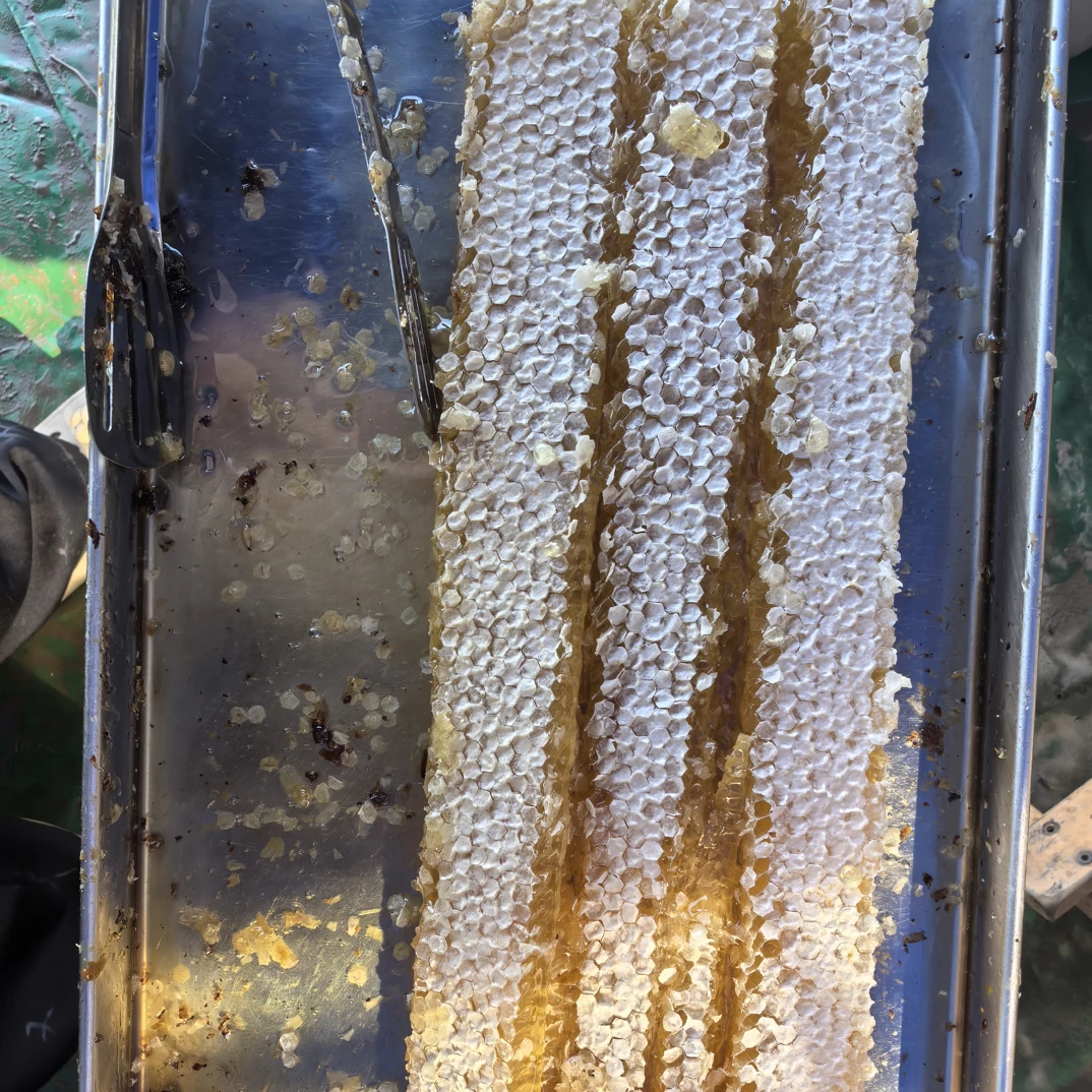纯天然现切成熟蜂巢蜜农家自产可嚼着吃