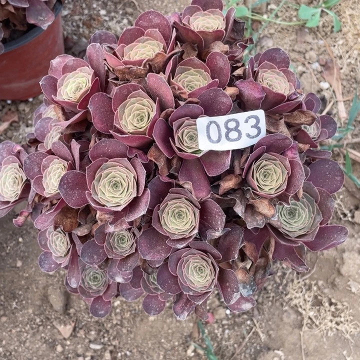 无花朵083多肉植物魅金玫瑰