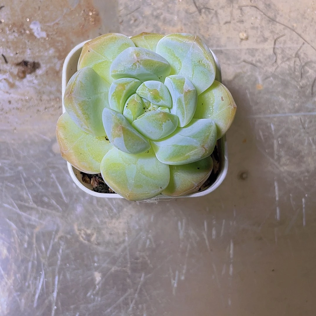 精品福利007多肉植物