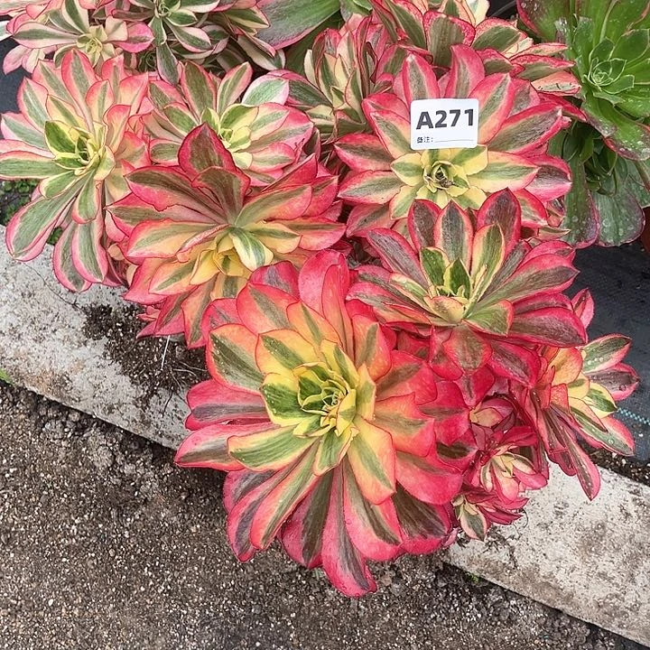 李*271魅影法师植物多肉