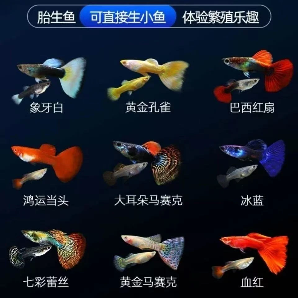 【泰式彩龙】10条5条公鱼5条母鱼8条加2条路损好繁殖