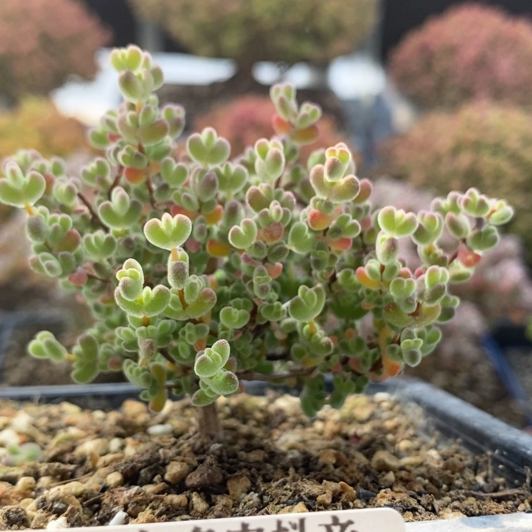 实生莱斯4053枝干番杏