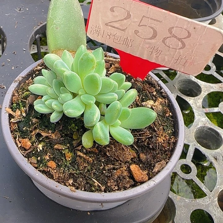 橙色奇迹258多肉植物