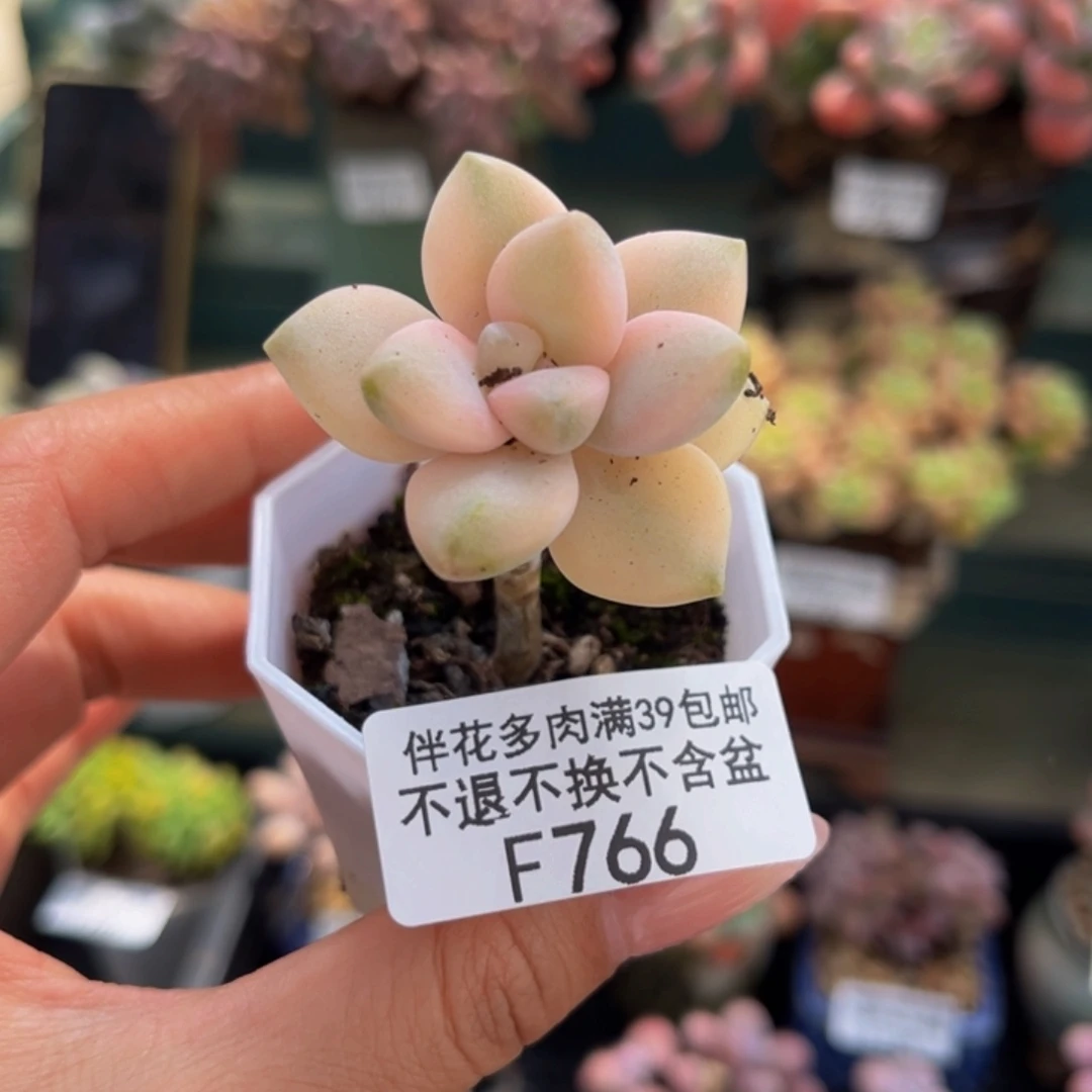 766-灿烂锦多肉2cm