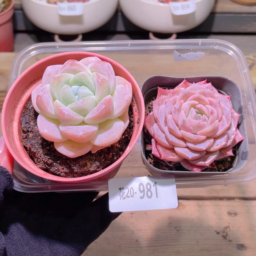 花利美20-981冰玉➕纯爱