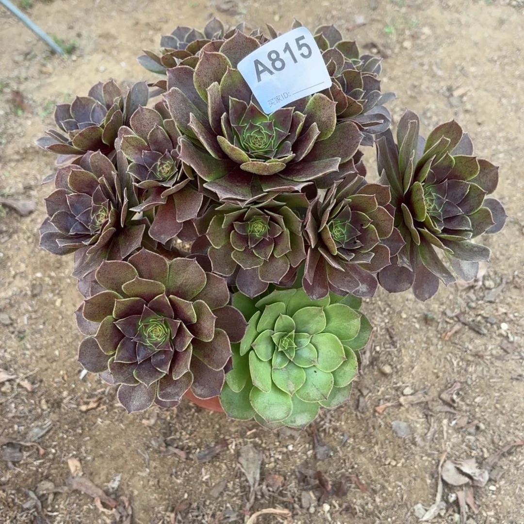 黑魔多肉断枝不包815