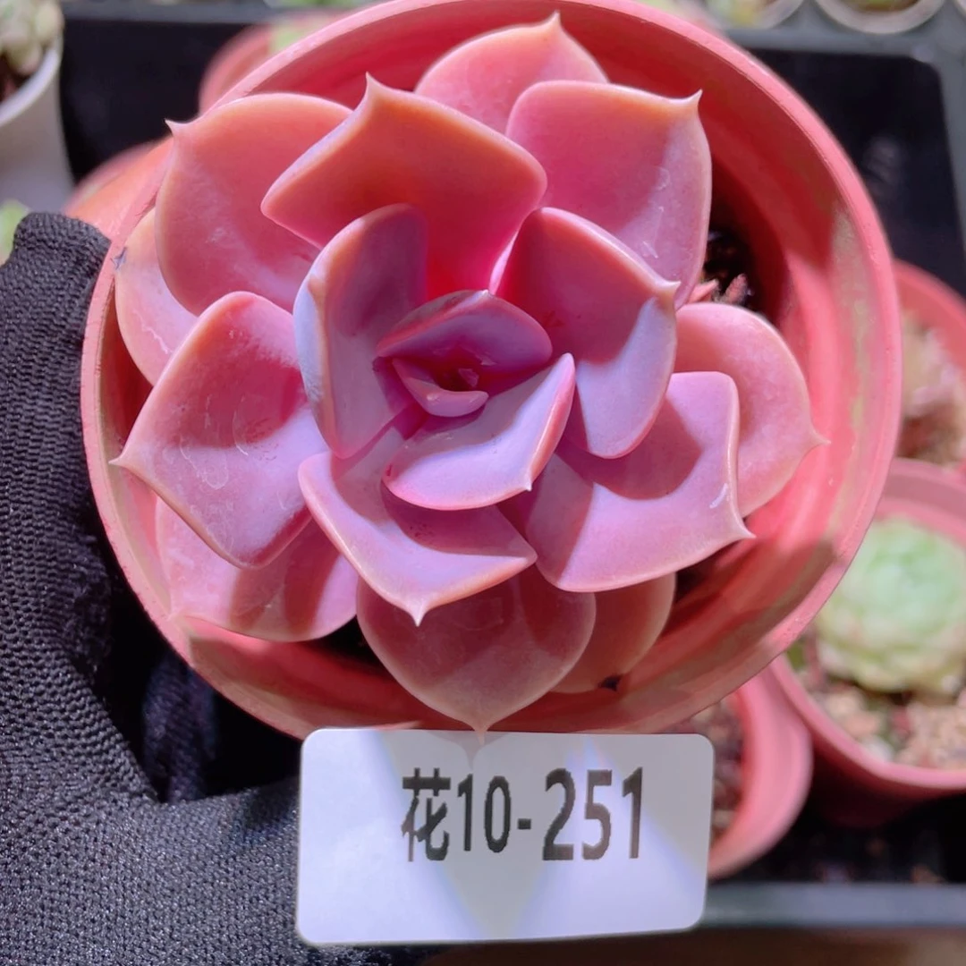 花利美10-251紫珍珠