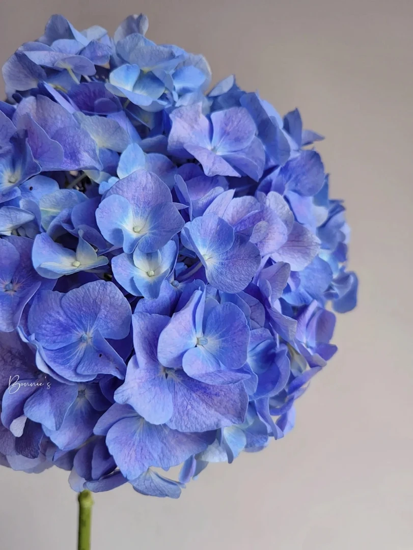 家用白色粉色重瓣绣球花洋桔梗花束云南基地直发水养鲜花包邮紫色