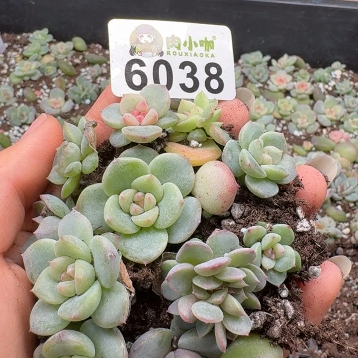 多肉植物多肉植物