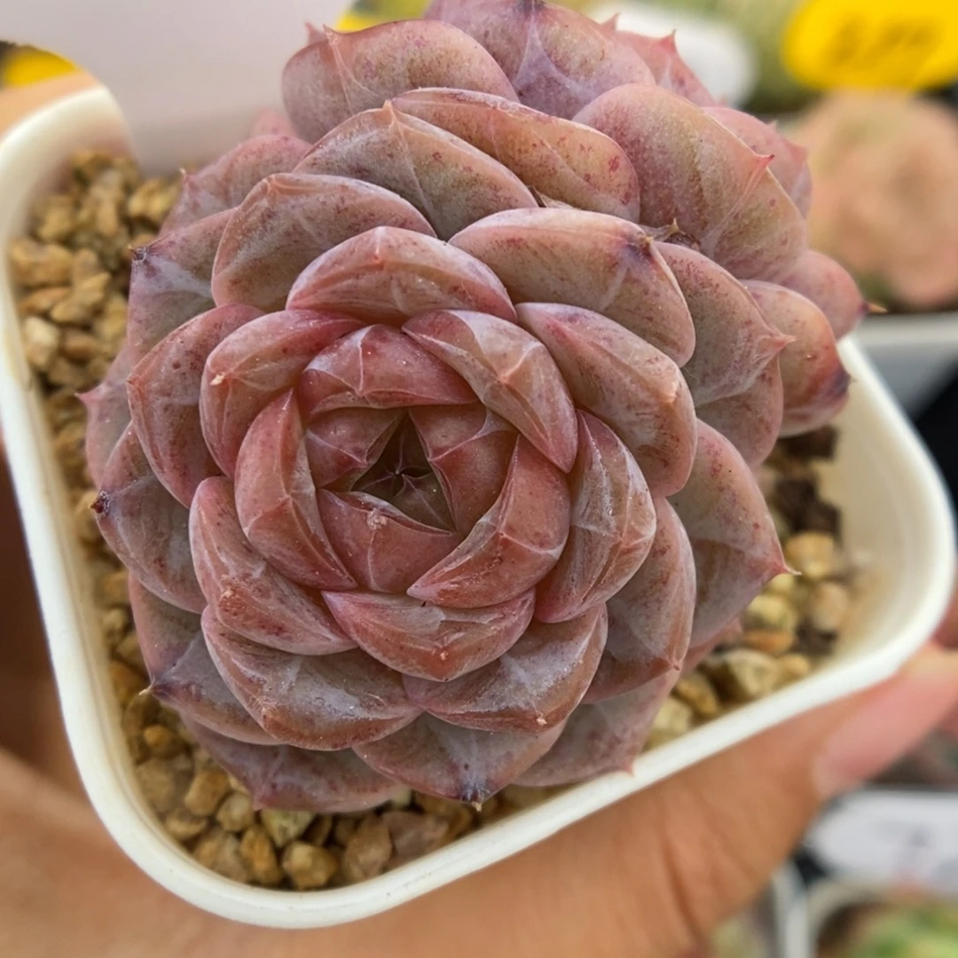 钻心珍妮719号。