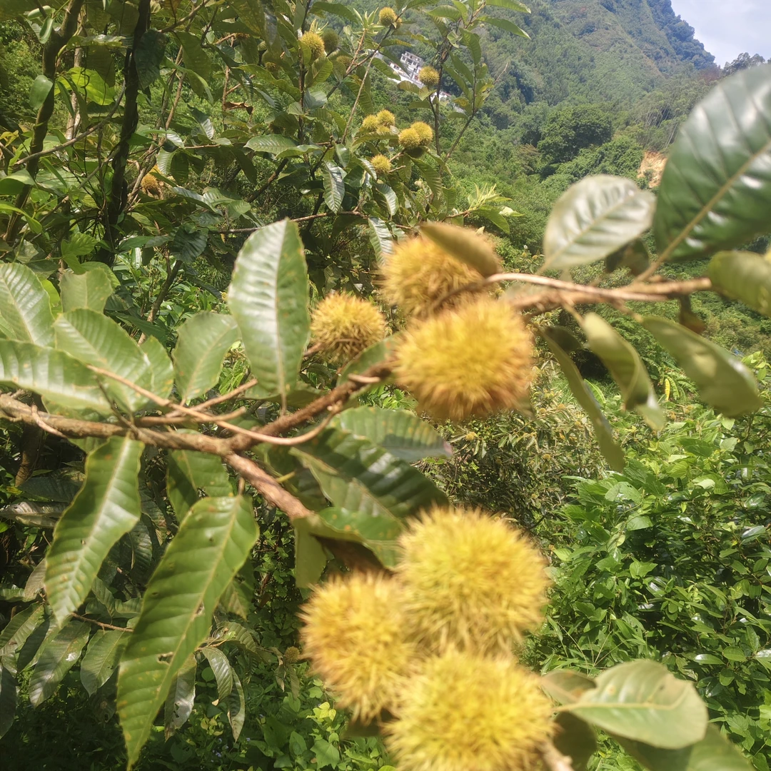 郁南建城车滘油栗米生吃脆甜熟吃粉糯易剥内皮广东顺丰包邮