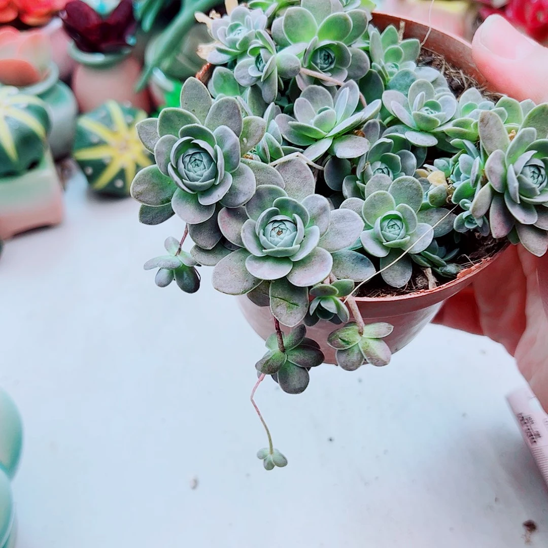 大盆子持莲花多肉植物