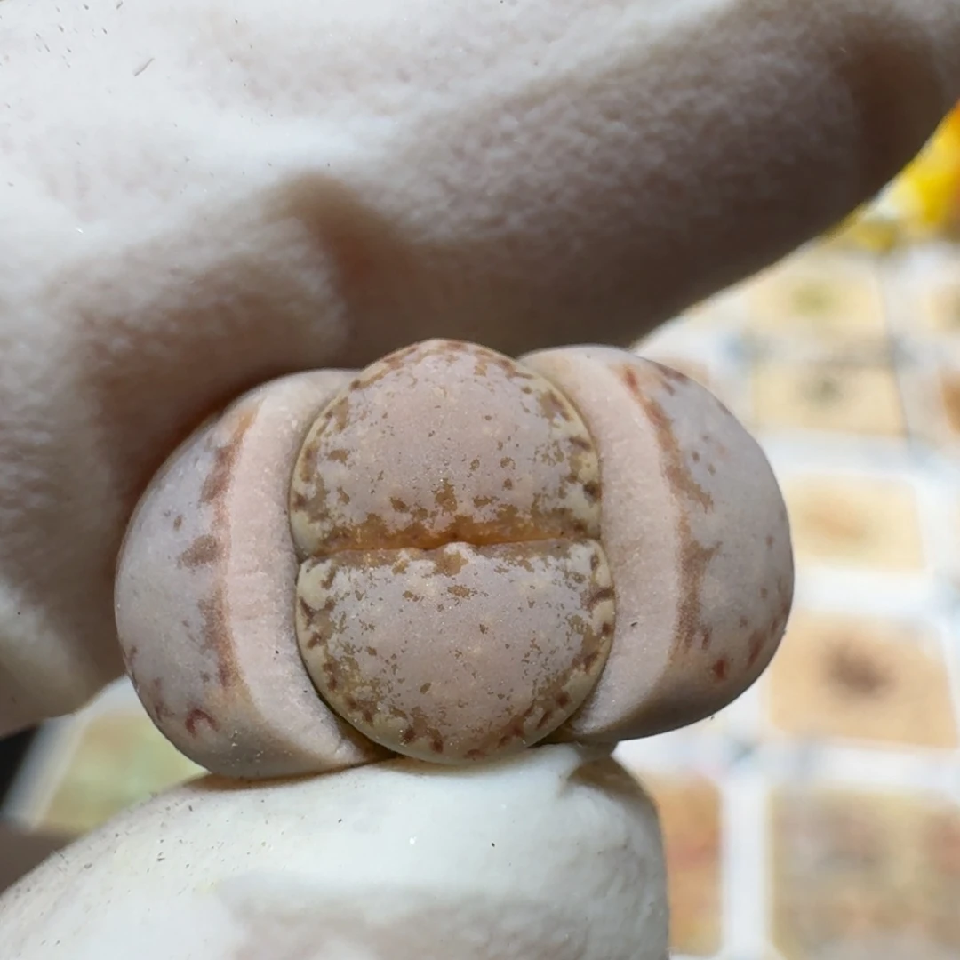 小****0215-42饼干1621.6