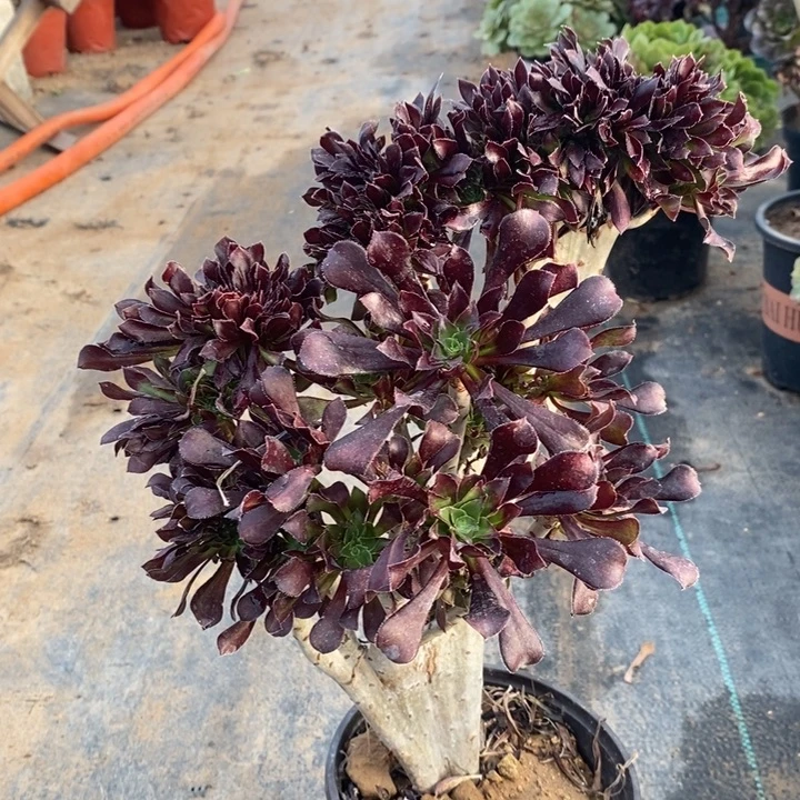 黑法缀多肉植物3。