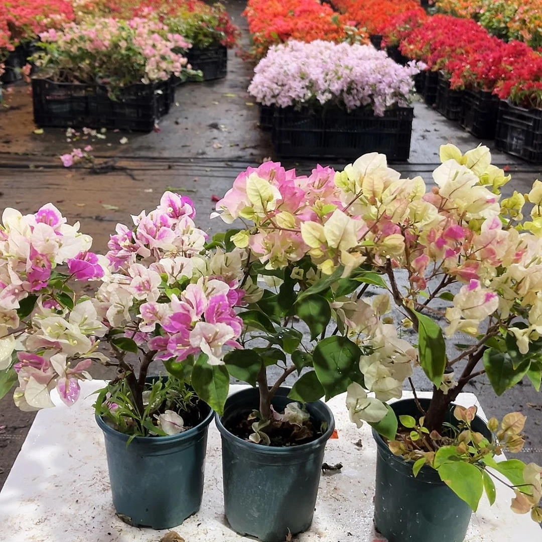 大部分花苞少量开放广红樱，章红英，绿樱