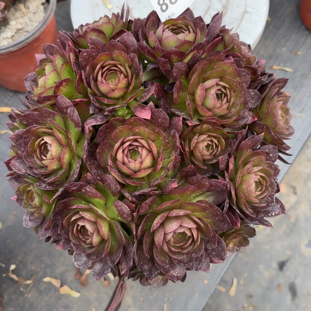 885多肉植物若桃