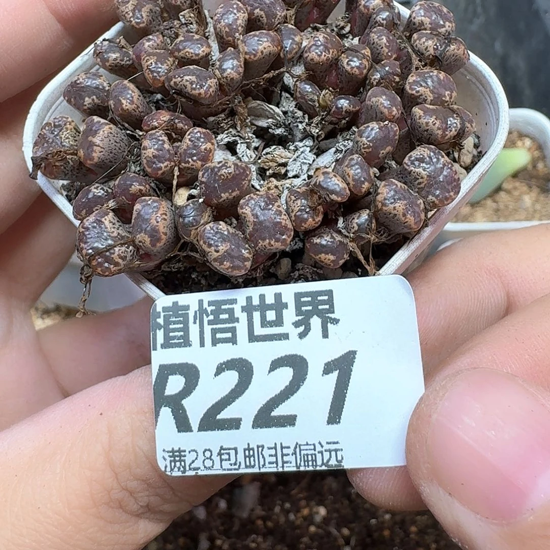 drzwdrz多肉植物的润泽rr