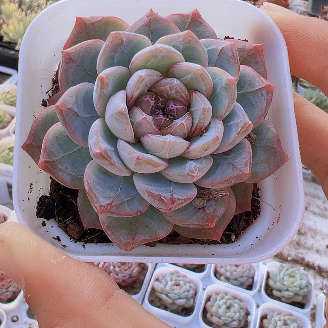 流沙珍妮19包邮多肉