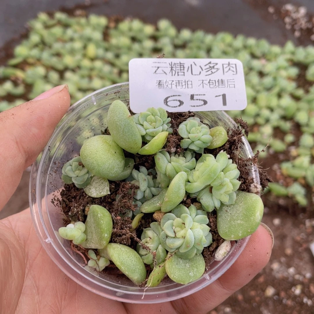 云糖心多肉植物651