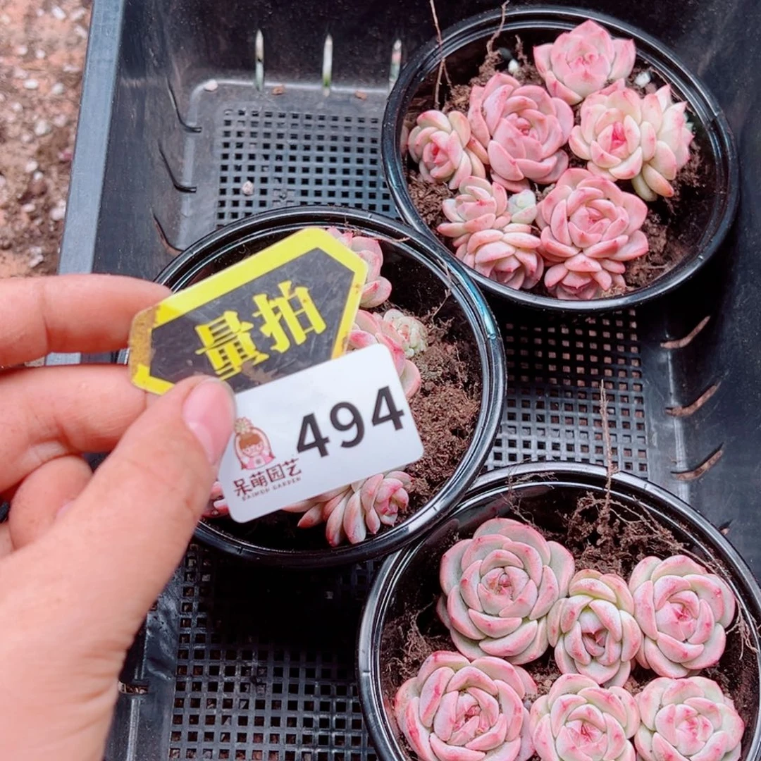 多肉植物多肉植物