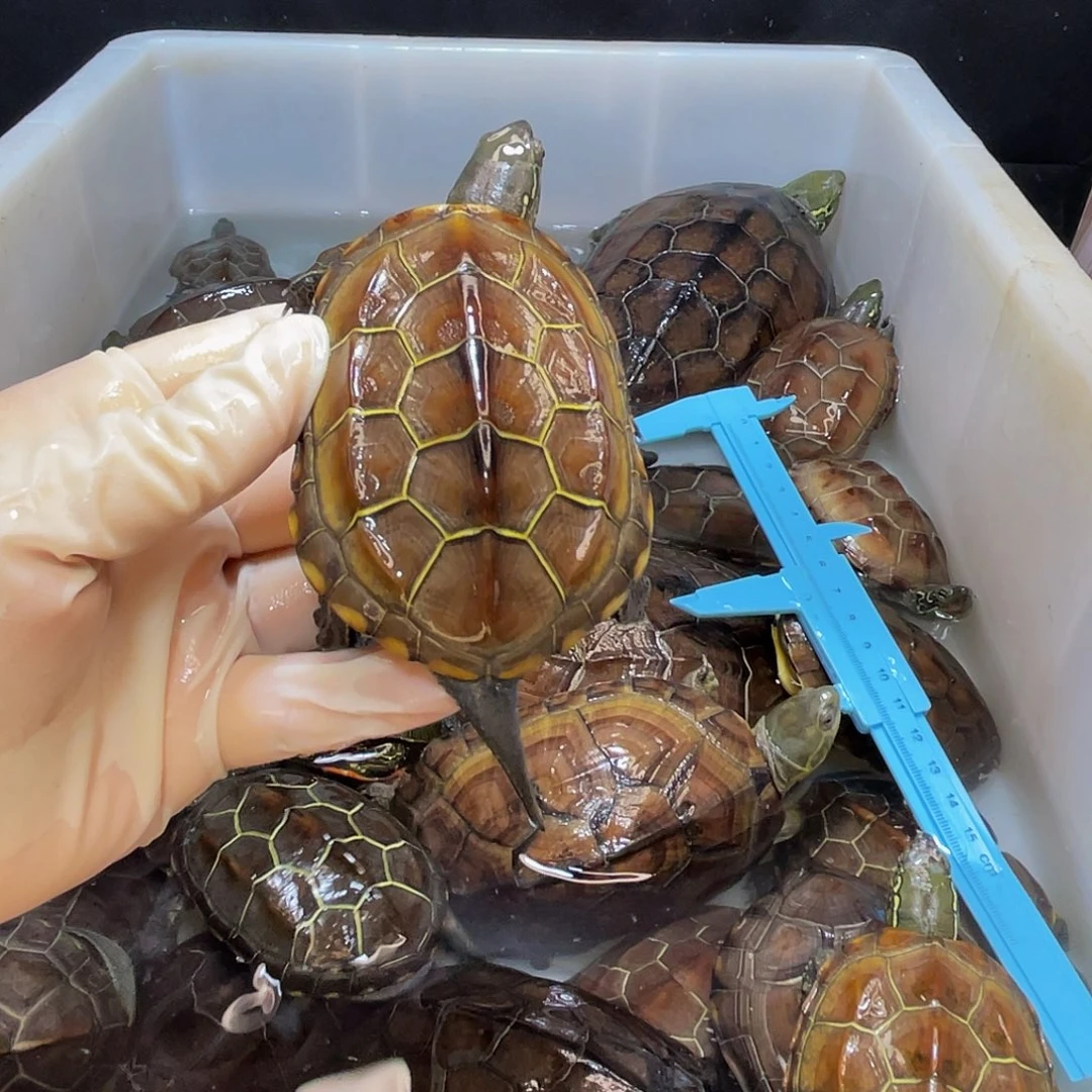 公***语中华草龟公母搭配