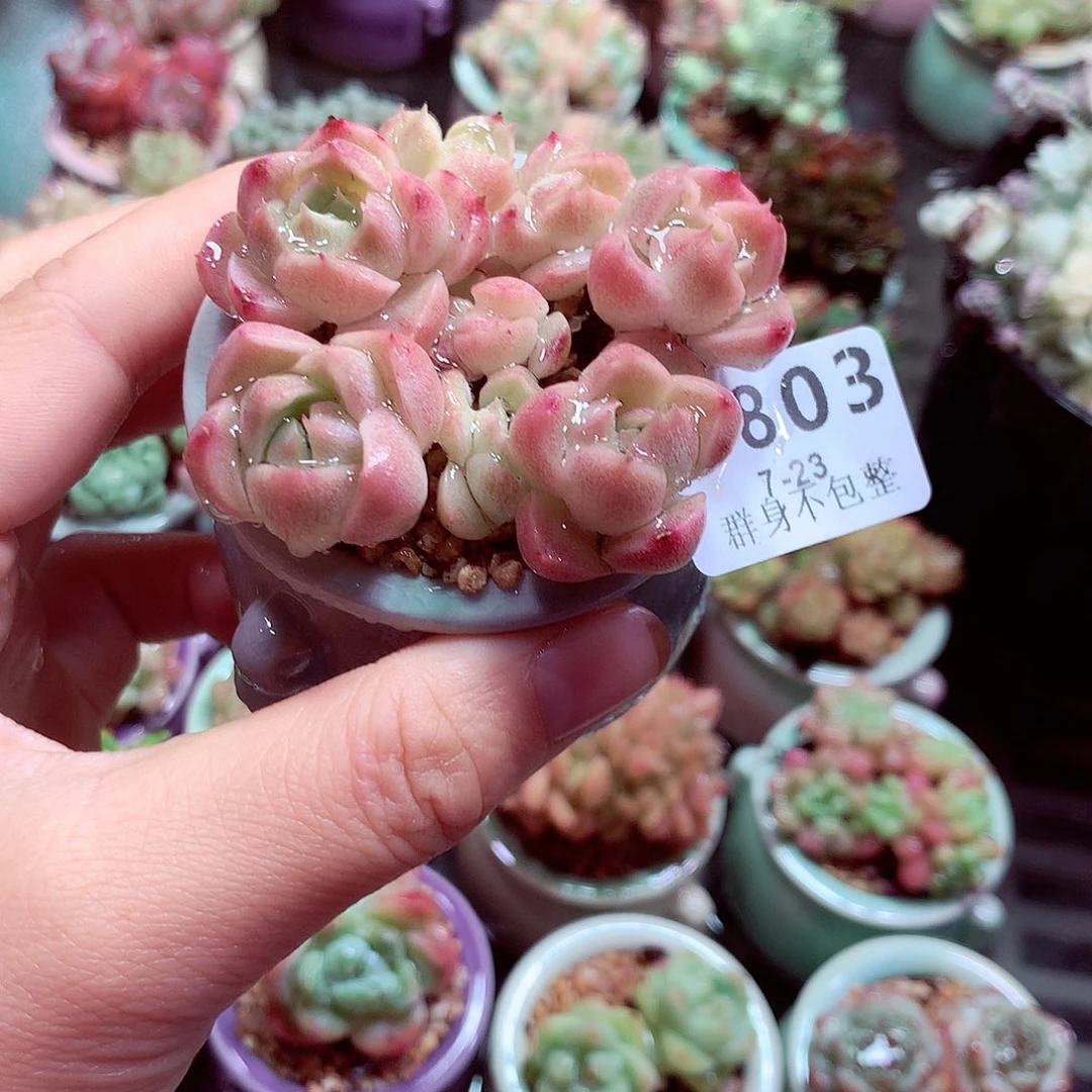 精控拇指盆多肉7.23803