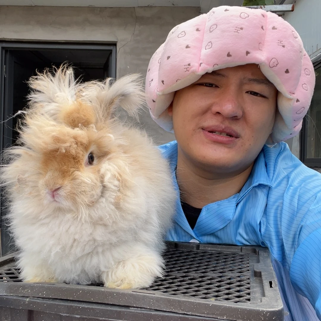 双血统英系安哥拉兔子