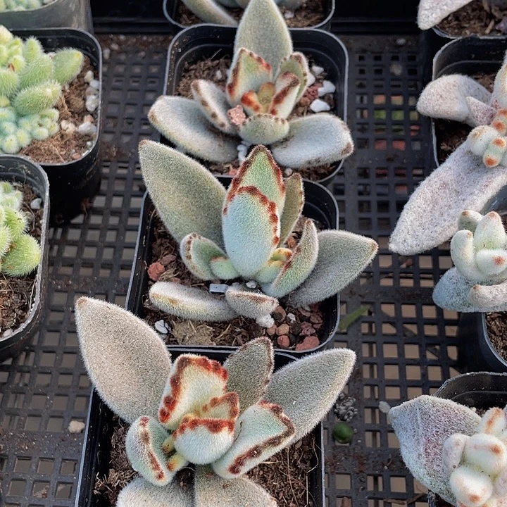 月兔2.8带哦土发货