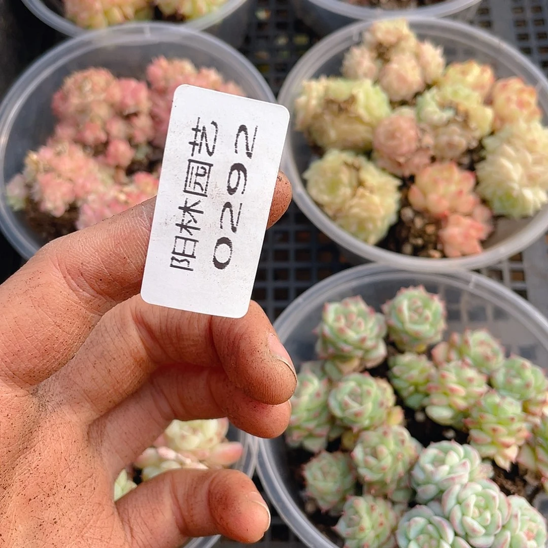 翠***华多肉植物多肉植物292