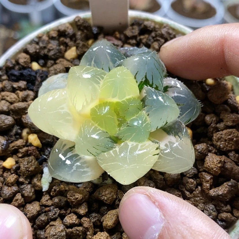 【闪购商品】67实生