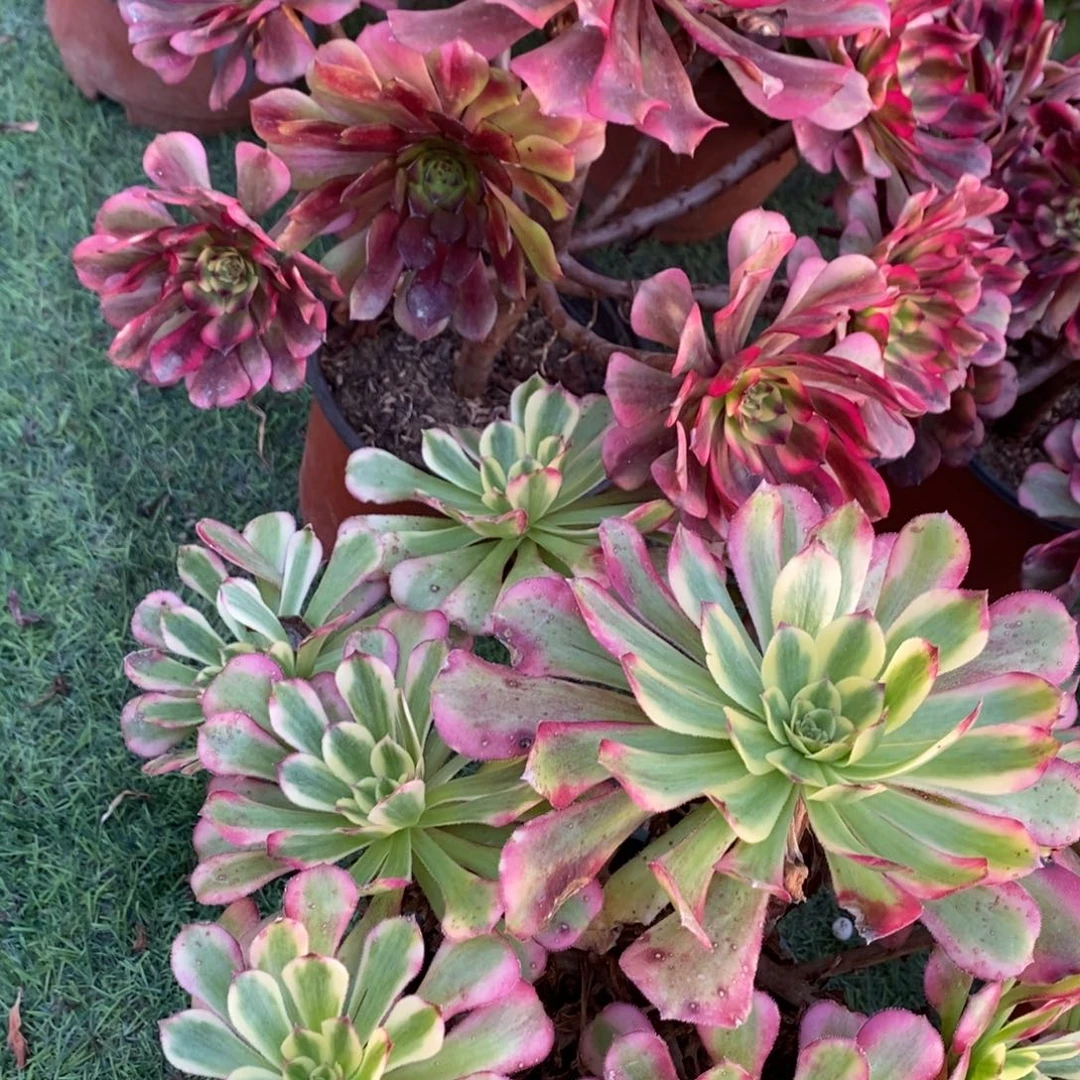 不开花植物美肌家舞天姬多肉1颗多肉