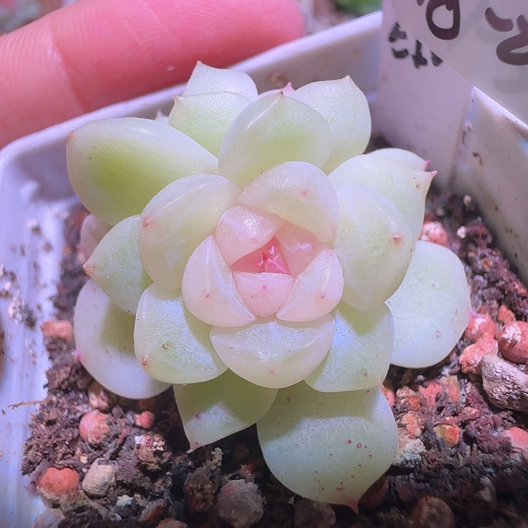 18-22福利甜心纸鸢双头