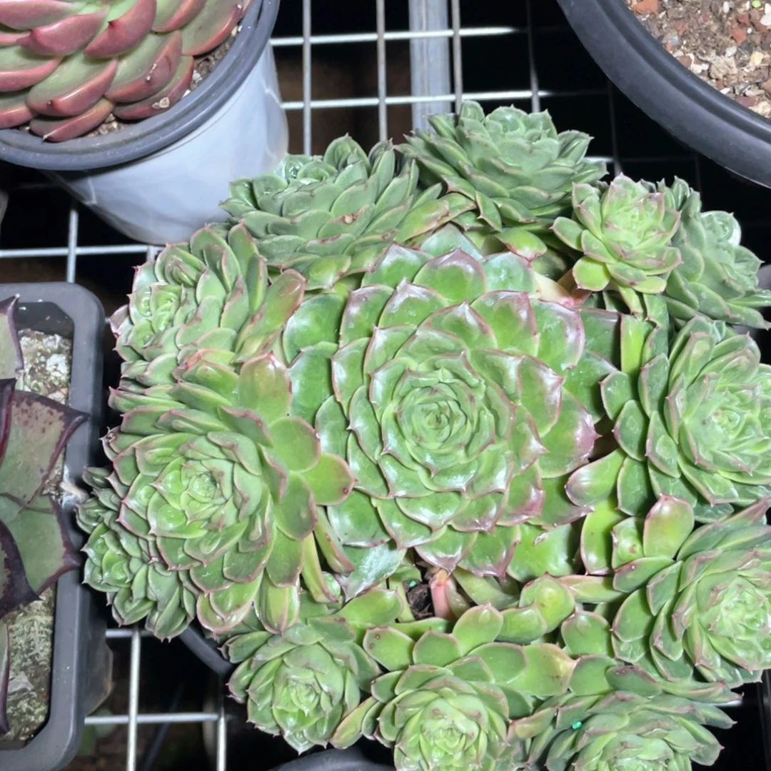 多肉植物多肉植物345