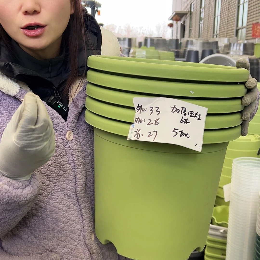 四季盆6#果绿5个无托