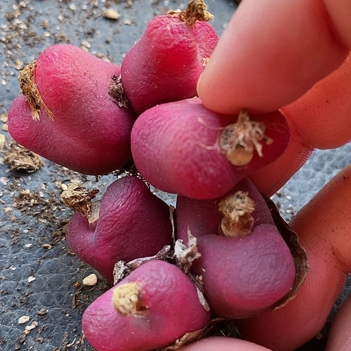 16506一组两颗群生