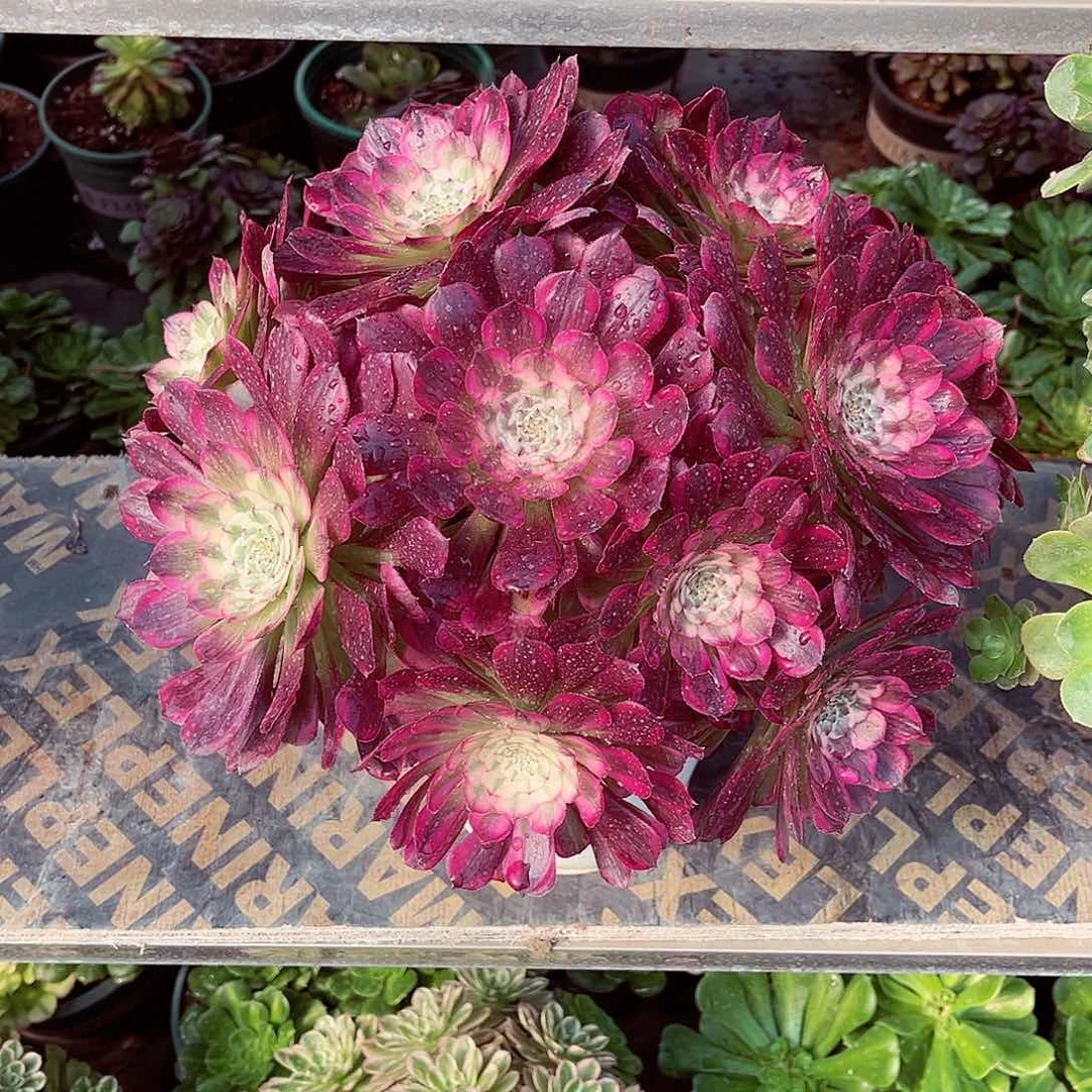 法师多肉哈哈哈哈哈