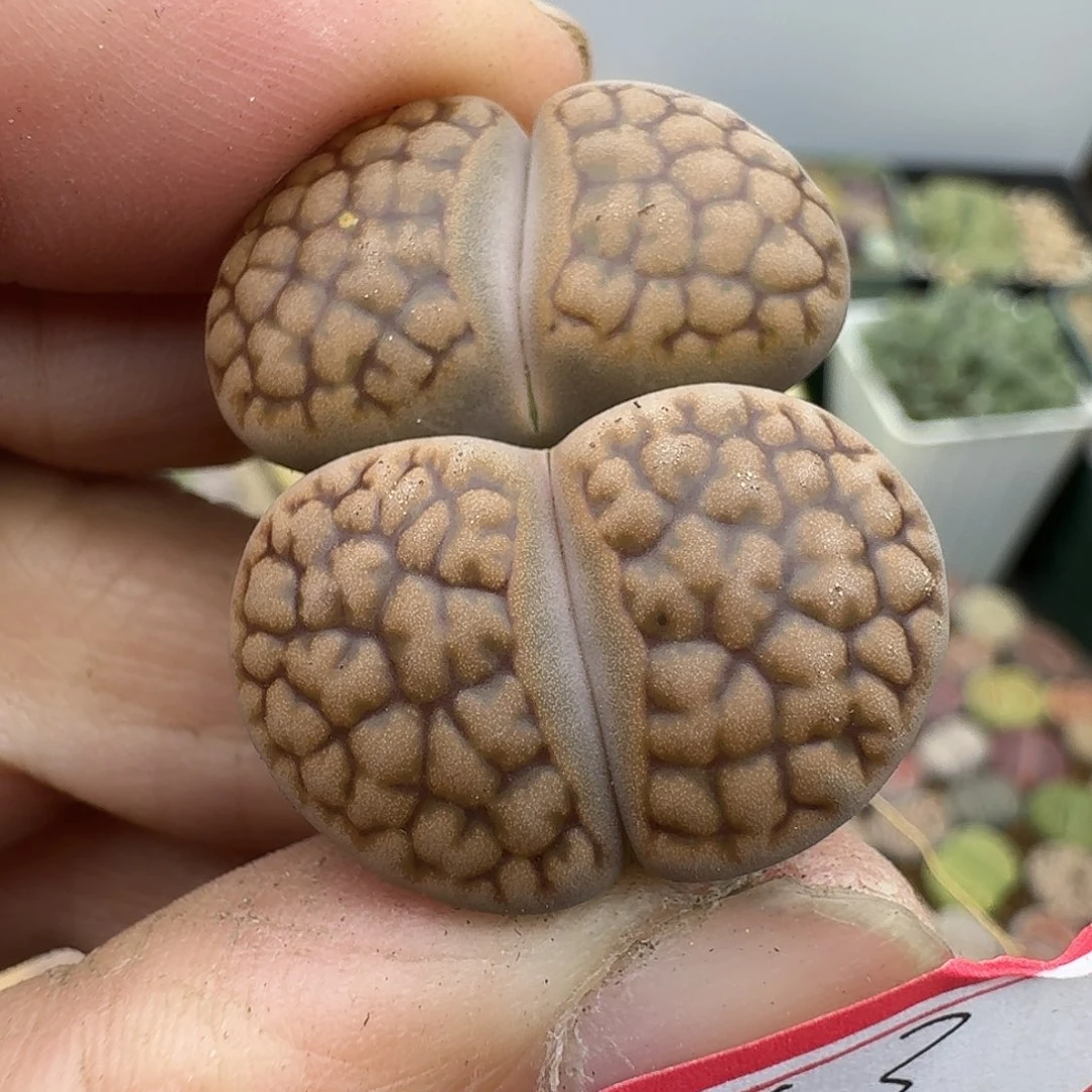 63多肉哈哈哈哈哈哈