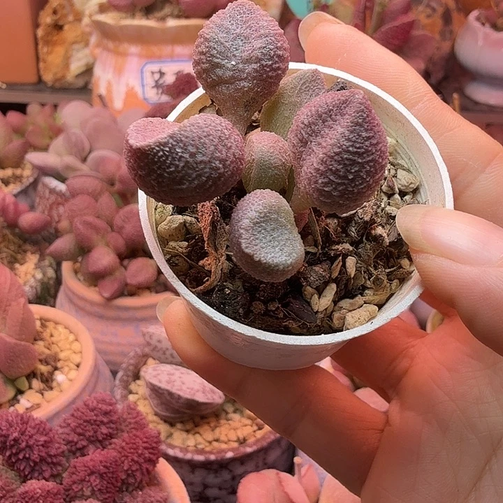 一物一拍，感谢支持