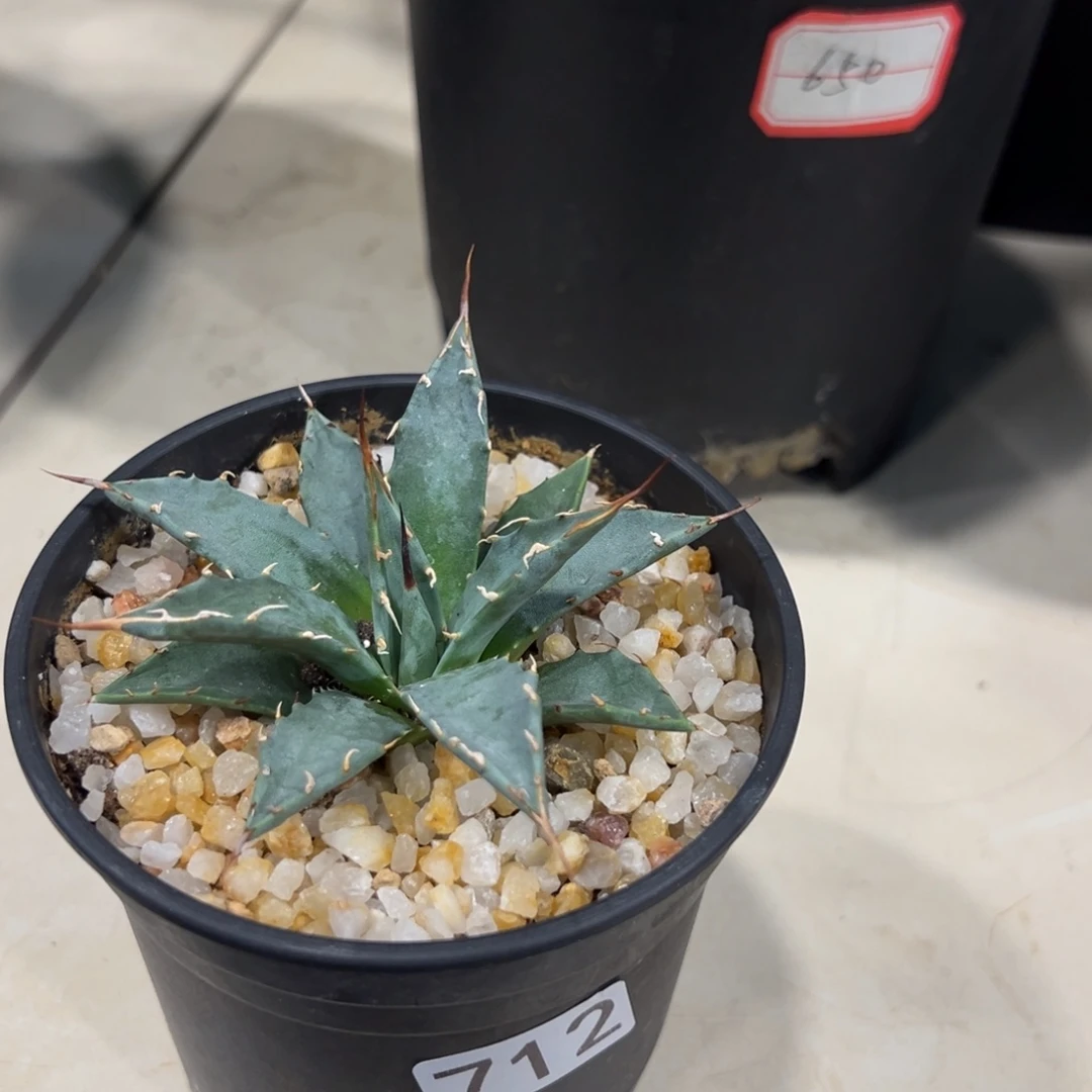 青***.712妖艳脱土发货植物