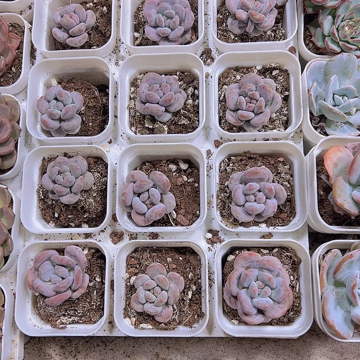 奶橙19包邮多肉植物