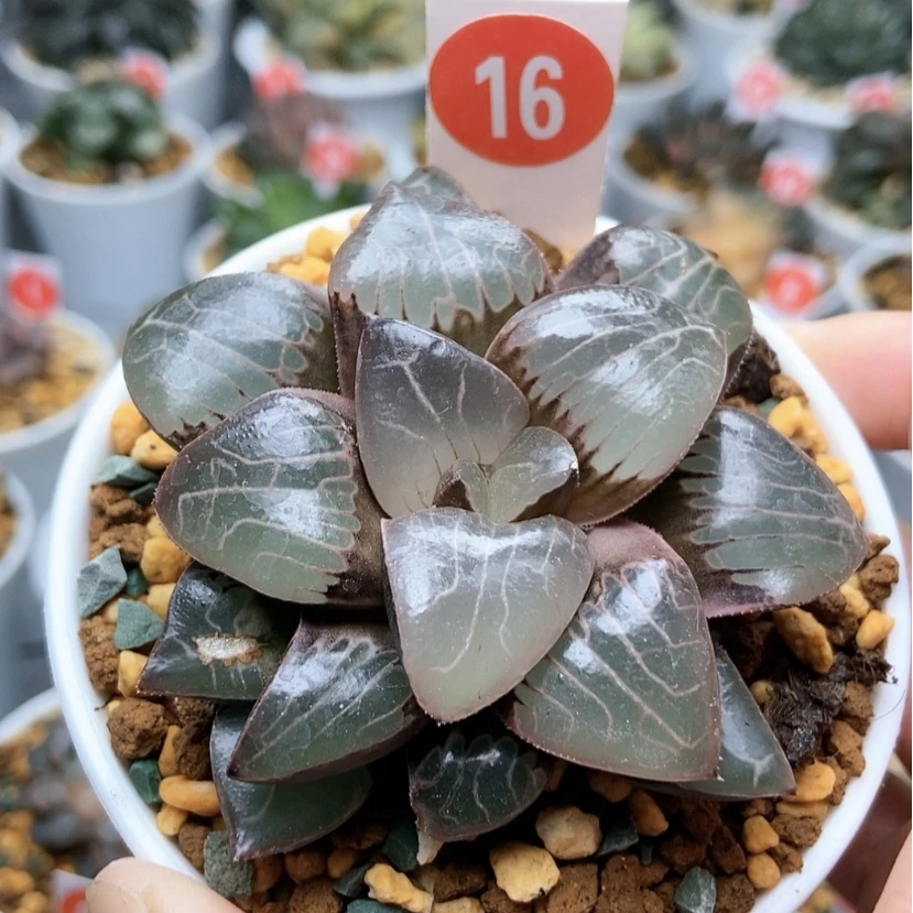 【闪购商品】16丸叶天池