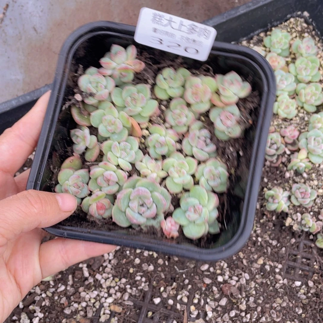 糕大上多肉植物320
