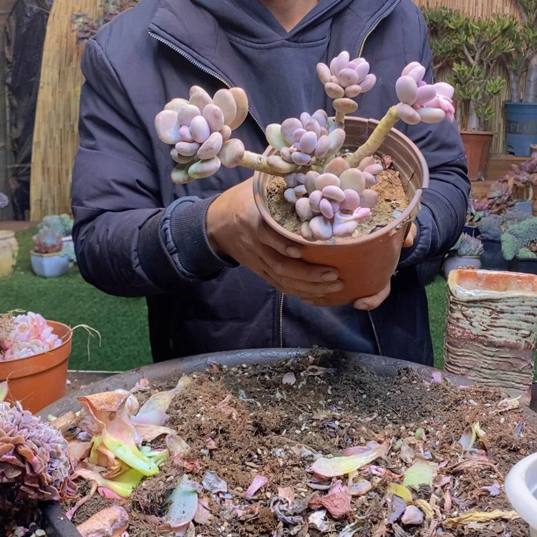 L**a125号桃美人0000